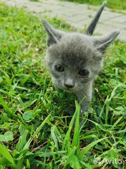 Котята в добрые руки бесплатно