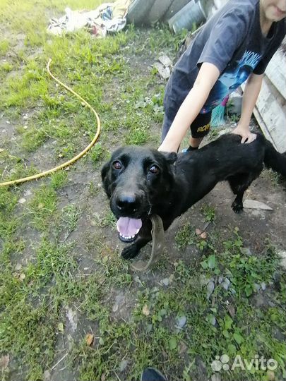 Щенки хаски