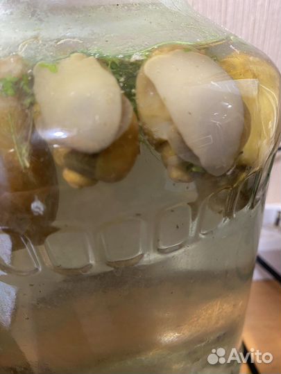 Улитки аквариумные ампулярии