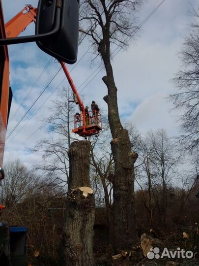 Спиливание деревьев