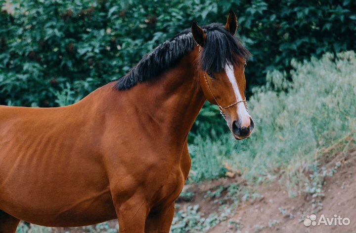 Тракененский жеребец 2020 г.р
