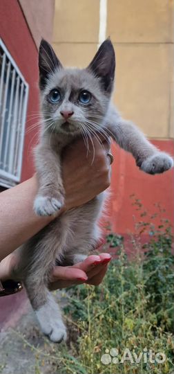 Котенок котик