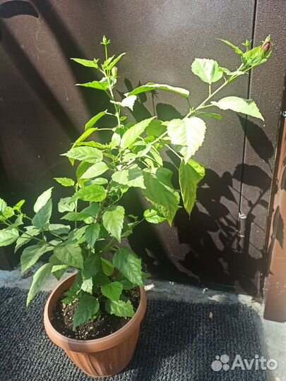 Гибискус китайская роза