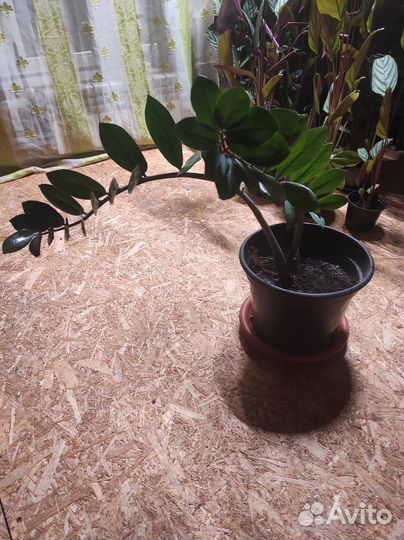 Замиокулькас