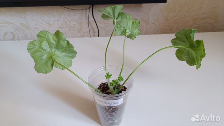 Пеларгония герань та Эммануэль