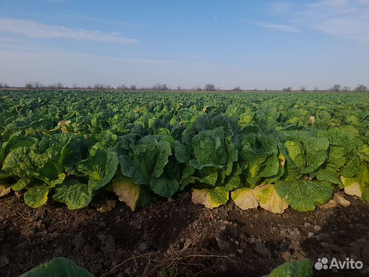 Пекинская капуста