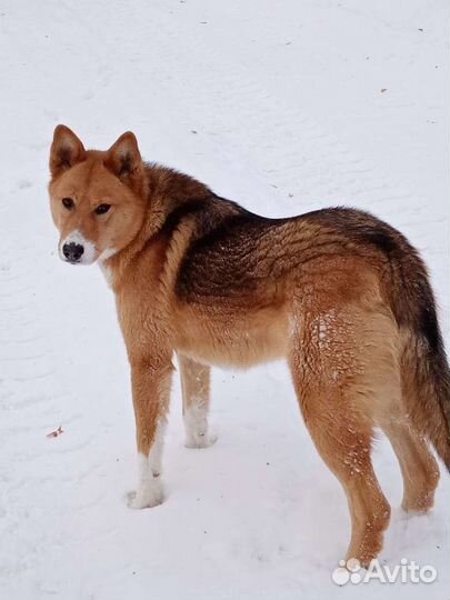 Собака в добрые руки отдам бесплатно