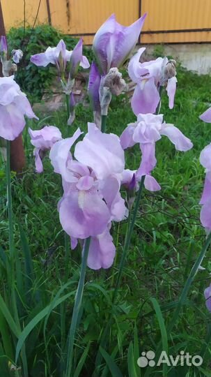 Ирис