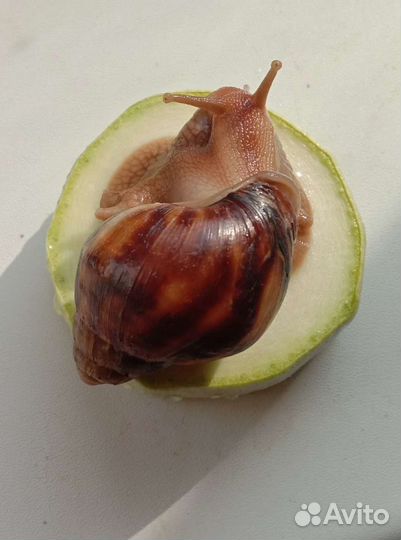 Улитки ахатины