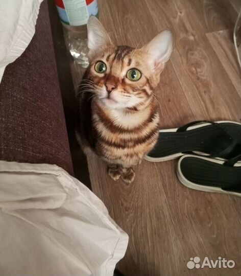 Бенгальская кошка
