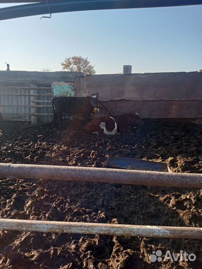 Продаются бычки, телочки