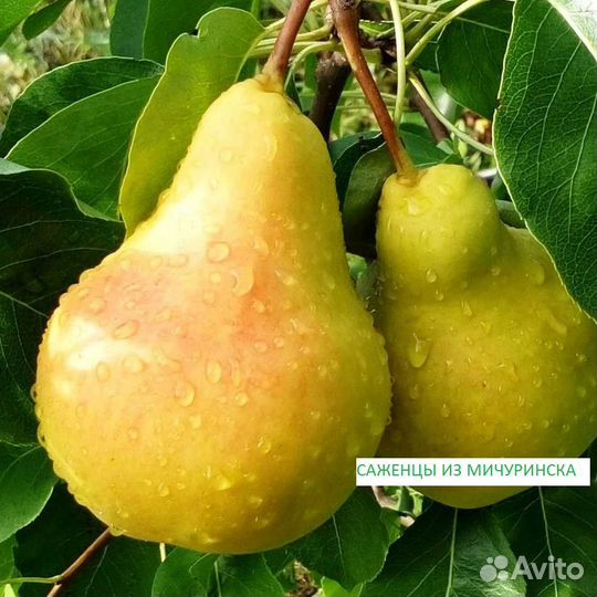 Саженцы плодовых И декоративных культур