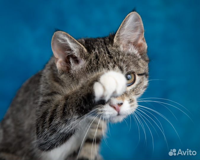 Котенок в дар