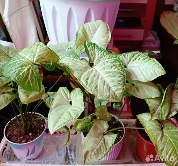 Комнатные растения