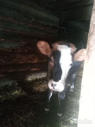 Тёлка 6 месяцев