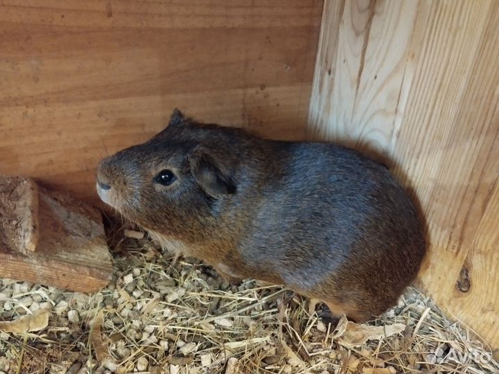 Морская свинка