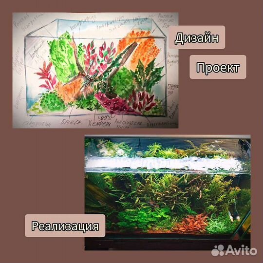 Дизайн аквариума (подбор растений)