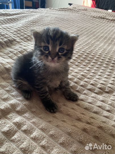 Котенок