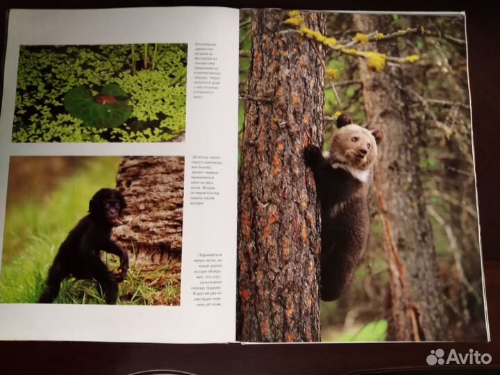 Книги (большого размера)