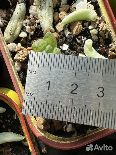 Хавортия обтуза суккулент