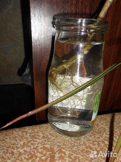 Готовый к посадке росток Драцены корни хорошие