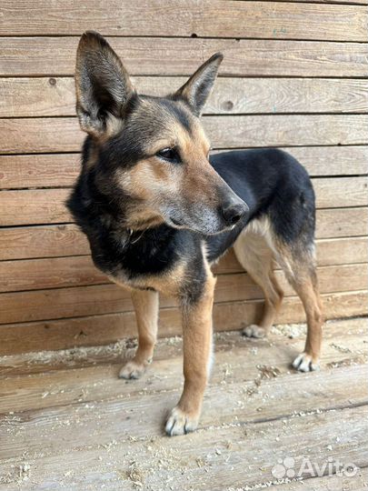 Прекрасная собачка в поиске любящей семьи