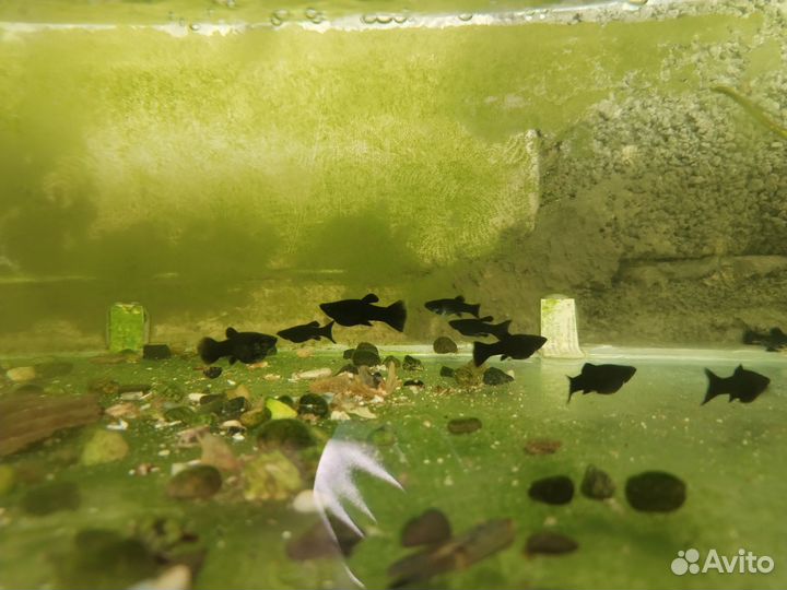 Рыбки моллинезии, гуппи, растения