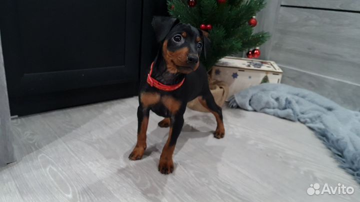 Щенки цвергпинчера с документами