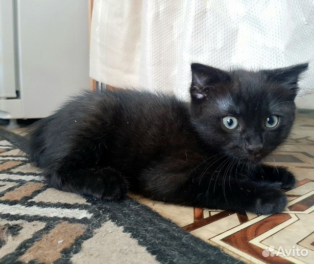Черный котенок