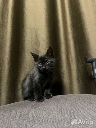 Котенок девочка в добрые руки
