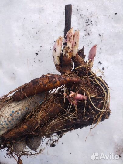 Пион Бартзелла