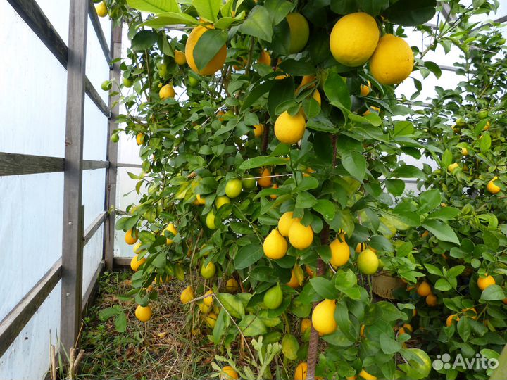 Деревья лимонов плодоносящие до 30 кг с дерева