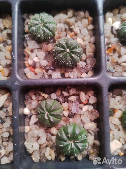 Astrophytum asterias mix и ast. ast purple skin