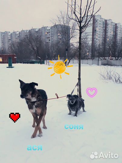 Выгул собак