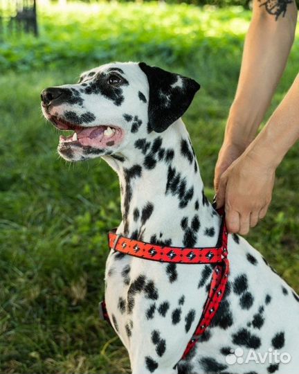 Tappi амуниция шлейка 