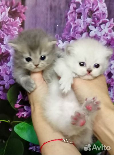 Котята британской шиншиллы