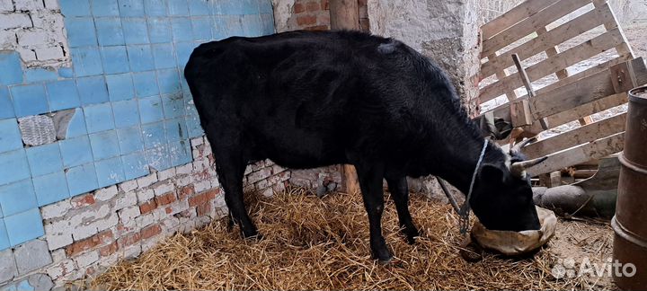 Быки тёлки коровы