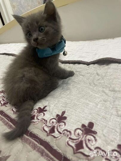 Ласковый котенок