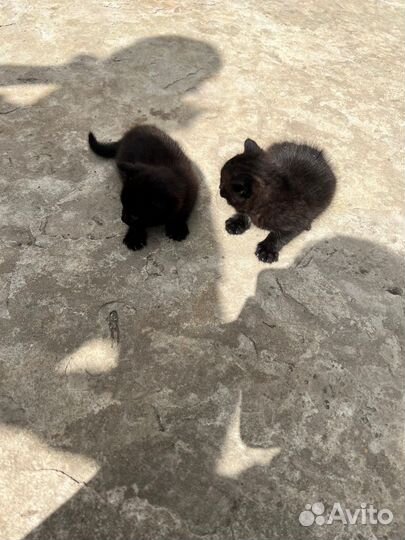 Чёрные котята