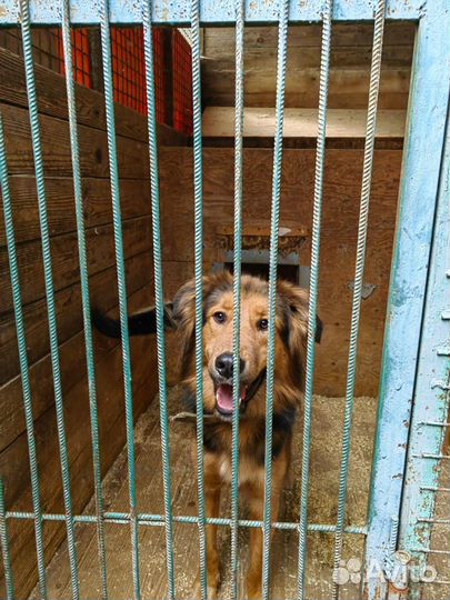 Гарик-любовь и позитив-это он ищет семью