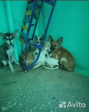 Помогите спасти щенков