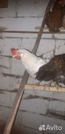 Куры Белый леггорн, Петухи