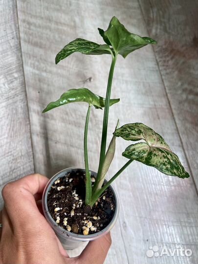 Сингониумы