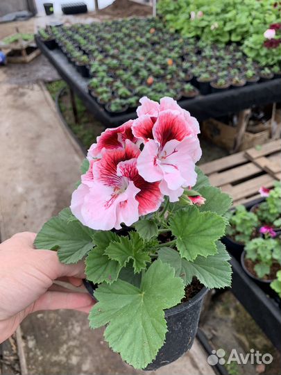 Цветы к 8 марта (пеларгония)