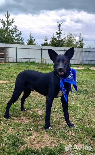 Собака в дар