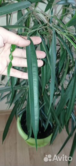 Фикус Али тёмно-зелёный в горшке 0.75 л