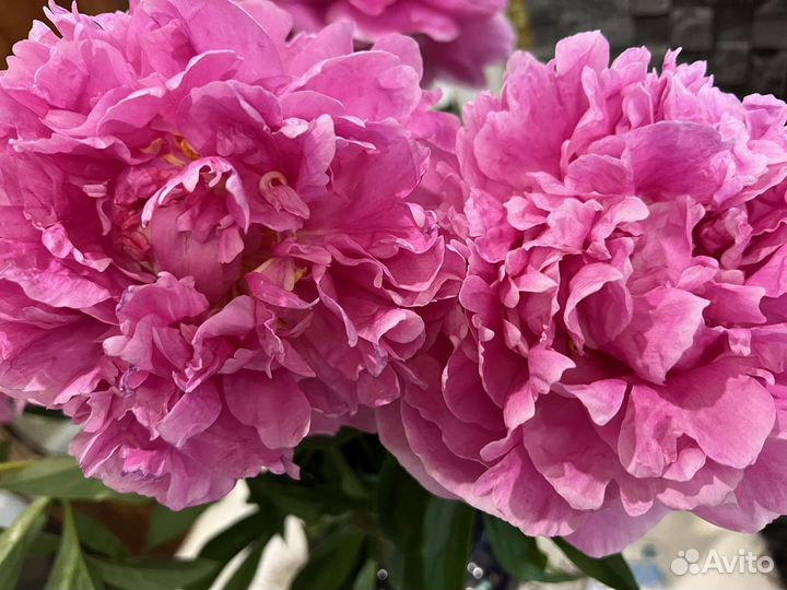 Пион розовый