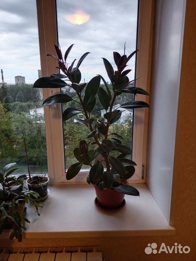 Фикус каучуконосный эластика