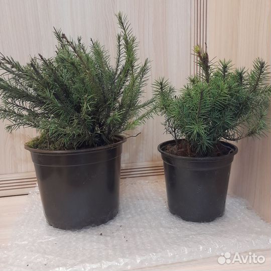 Елочка