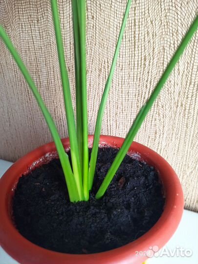 Спатифиллум, также известный как «женское счастье»